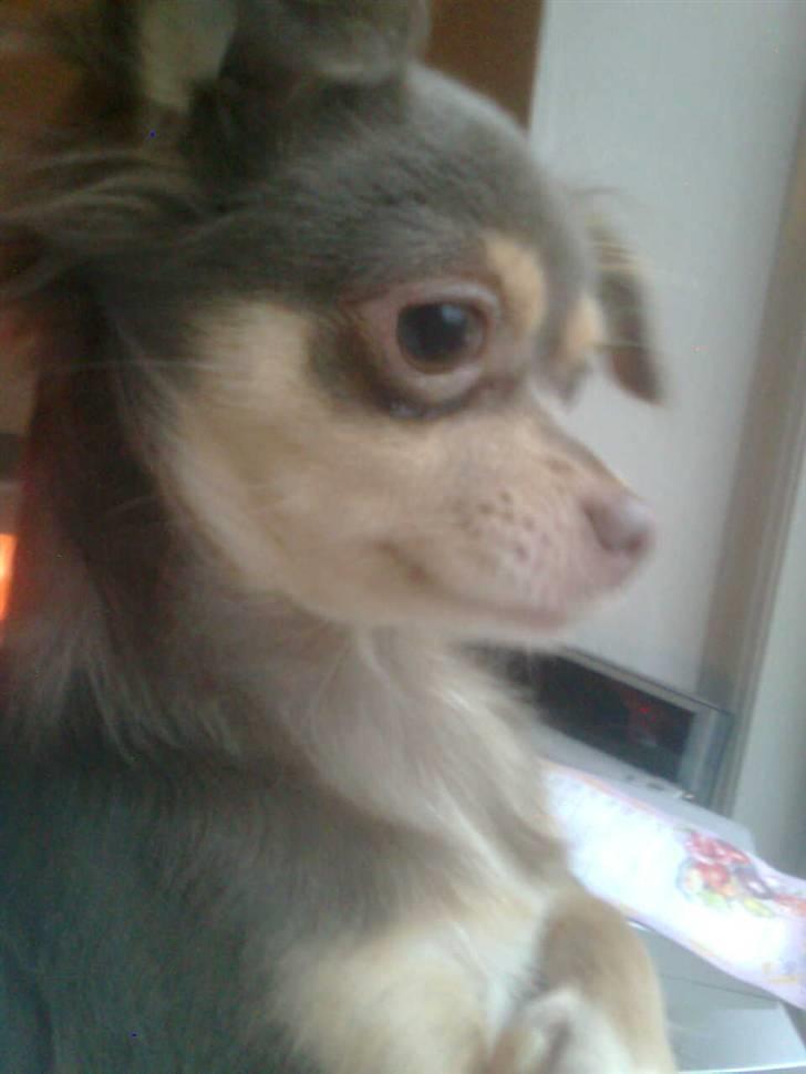 Chihuahua sns bolette nyby's Beta billede 11