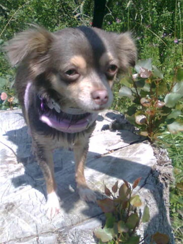 Chihuahua sns bolette nyby's Beta billede 12