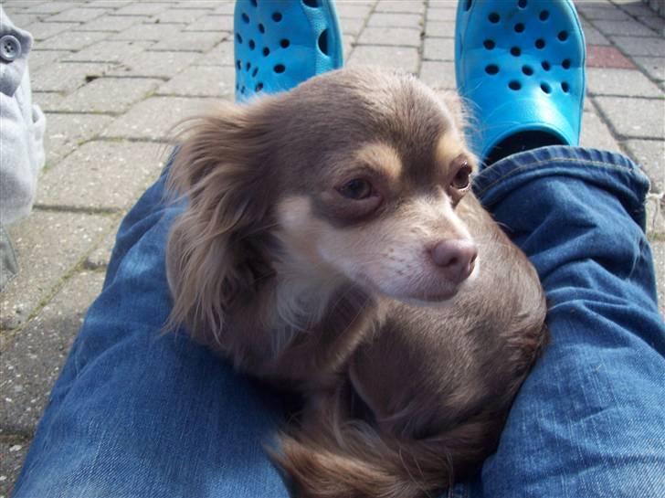 Chihuahua sns bolette nyby's Beta billede 13