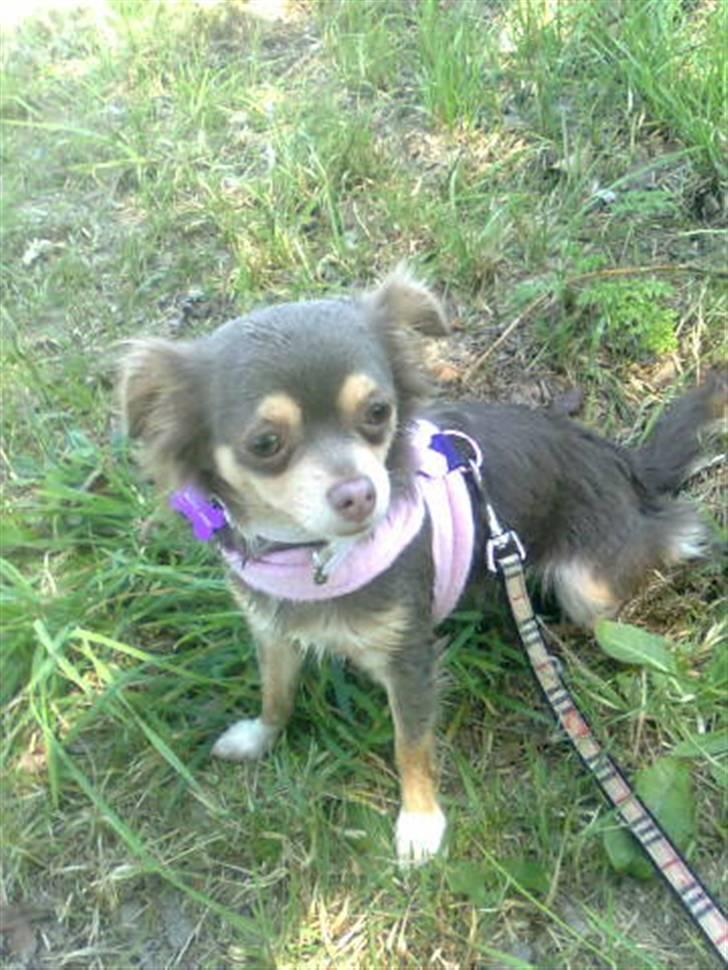 Chihuahua sns bolette nyby's Beta billede 14