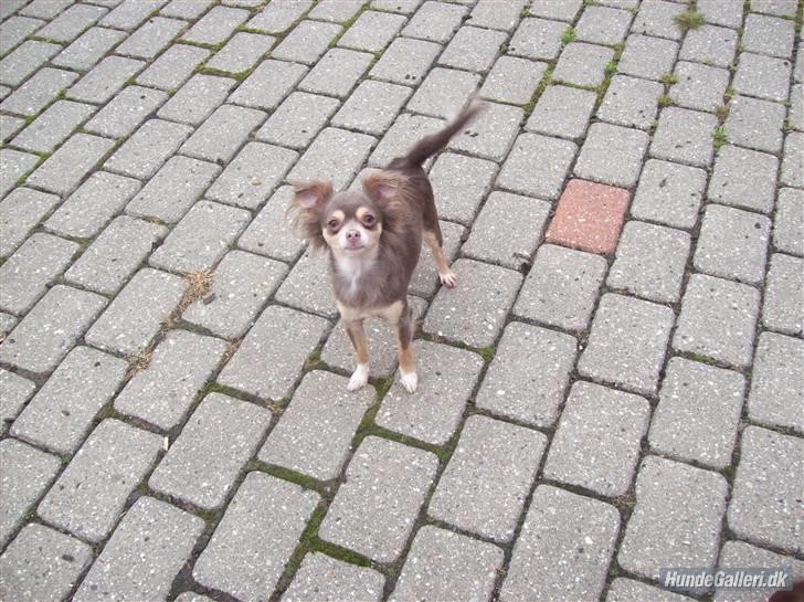 Chihuahua sns bolette nyby's Beta billede 15