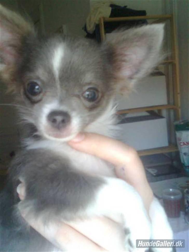 Chihuahua frebona's miss aisha bine "udstationeret" billede 15