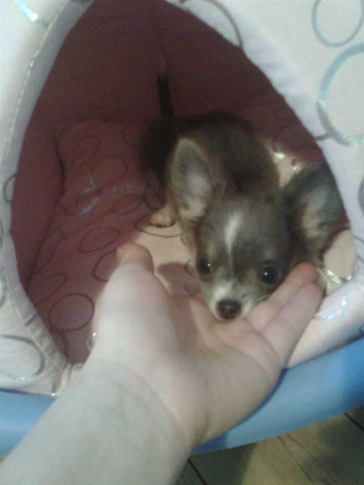 Chihuahua frebona's miss aisha bine "udstationeret" billede 16