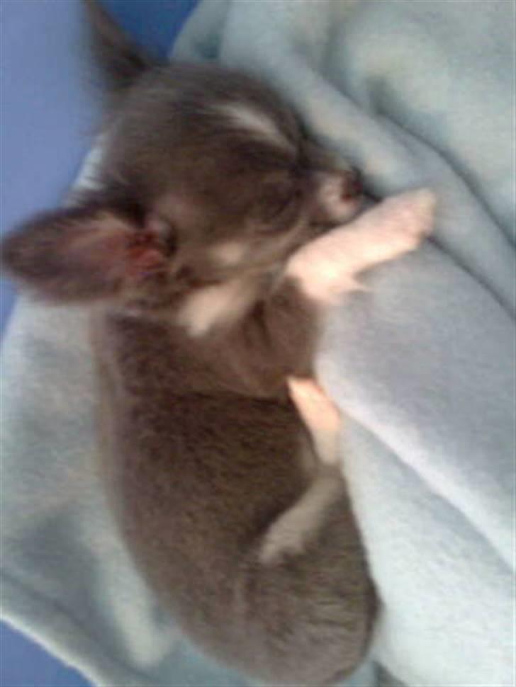 Chihuahua frebona's miss aisha bine "udstationeret" billede 17