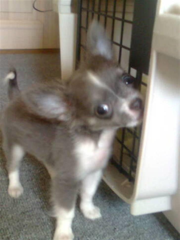 Chihuahua frebona's miss aisha bine "udstationeret" - nam nam billede 18