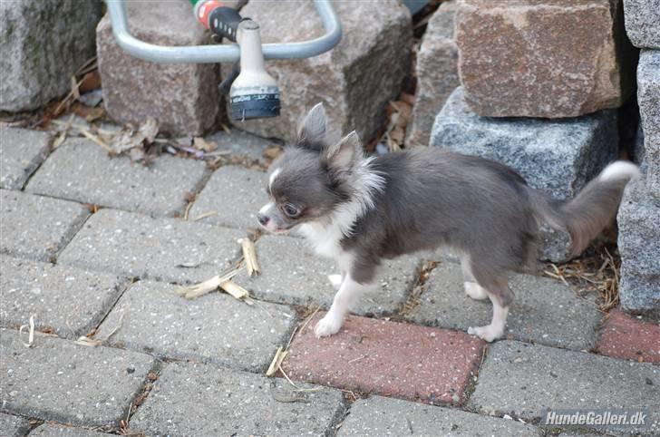 Chihuahua frebona's miss aisha bine "udstationeret" billede 19