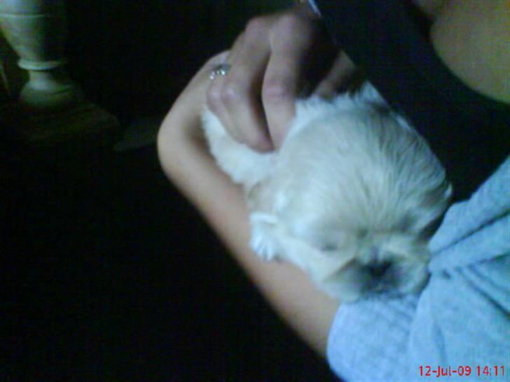 Pekingeser Mattie  - Mattie 4 uger gammel billede 1