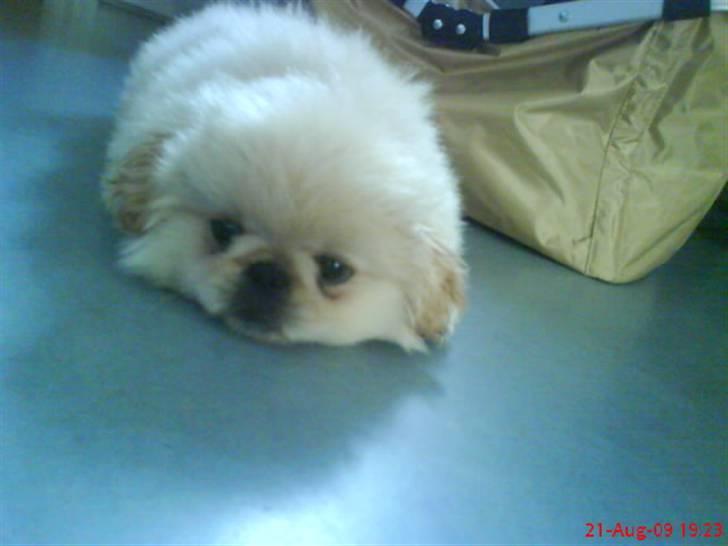 Pekingeser Mattie  billede 2
