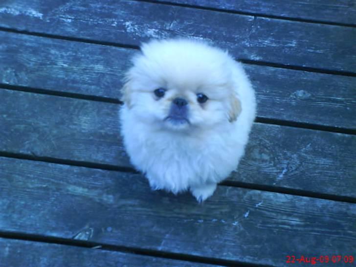 Pekingeser Mattie  billede 3