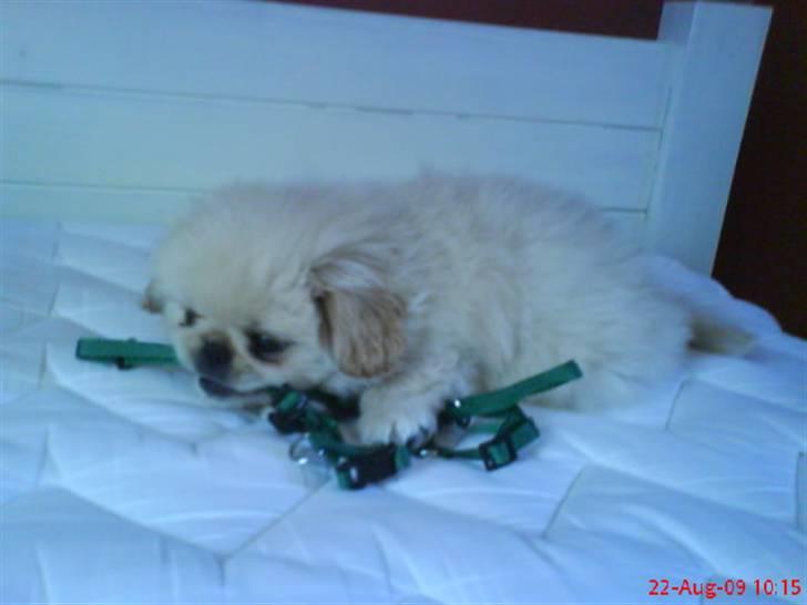 Pekingeser Mattie  billede 4
