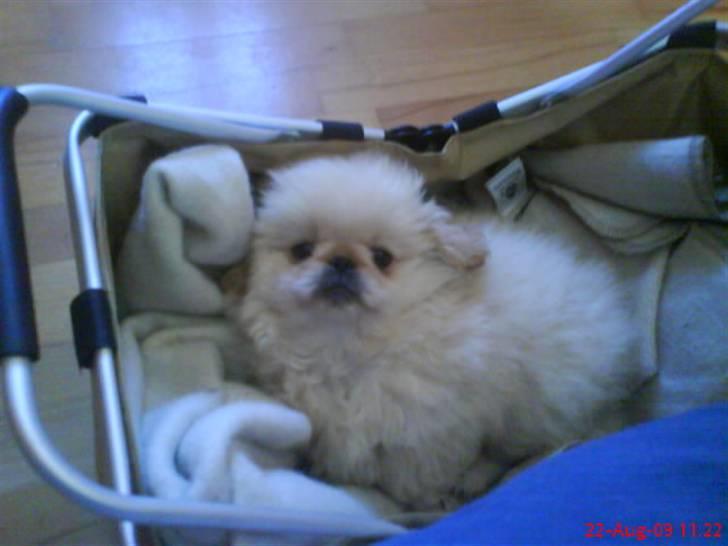 Pekingeser Mattie  billede 5