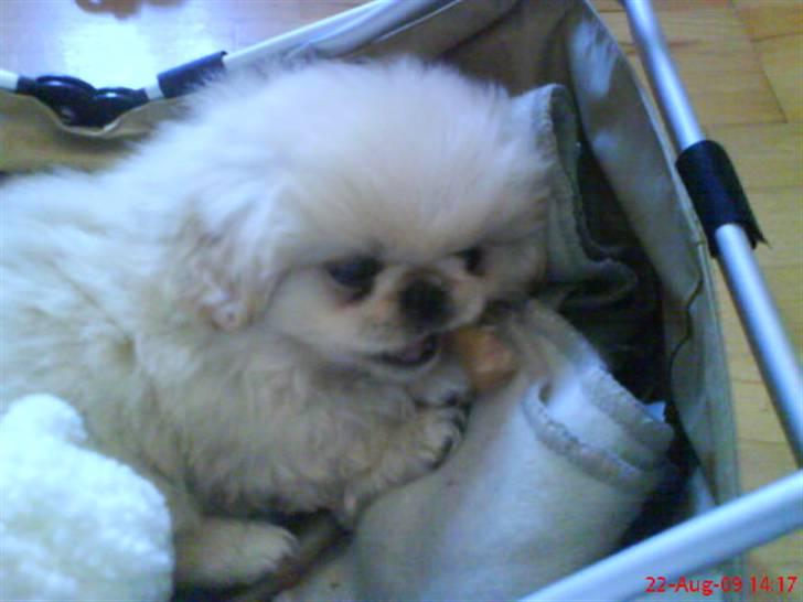 Pekingeser Mattie  billede 6