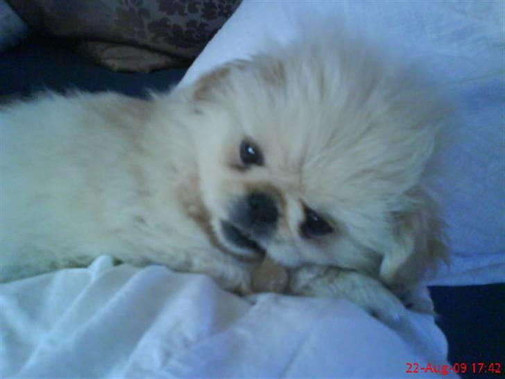 Pekingeser Mattie  billede 7
