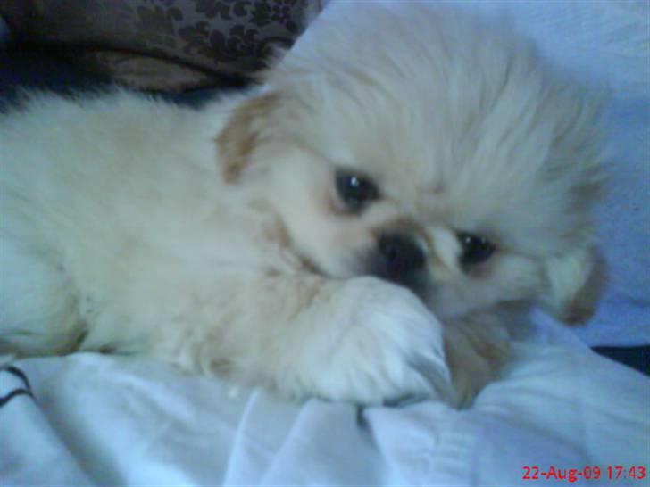 Pekingeser Mattie  billede 8