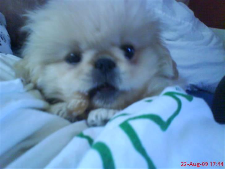 Pekingeser Mattie  billede 9