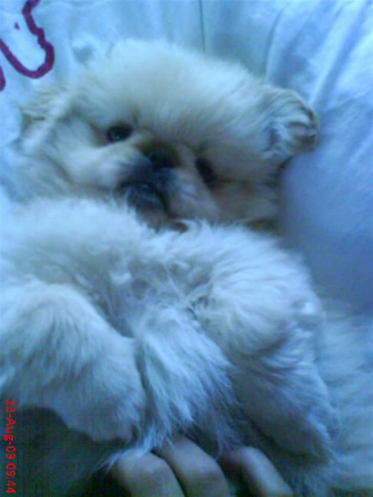 Pekingeser Mattie  billede 10