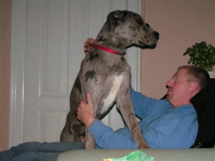 Grand danois Laika - 6 md. gammel og ikke spor for stor billede 19