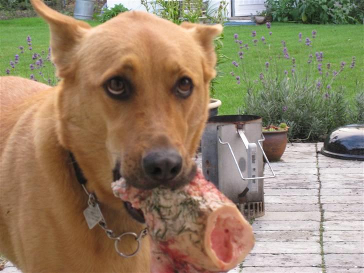 Blanding af racer Stella billede 15