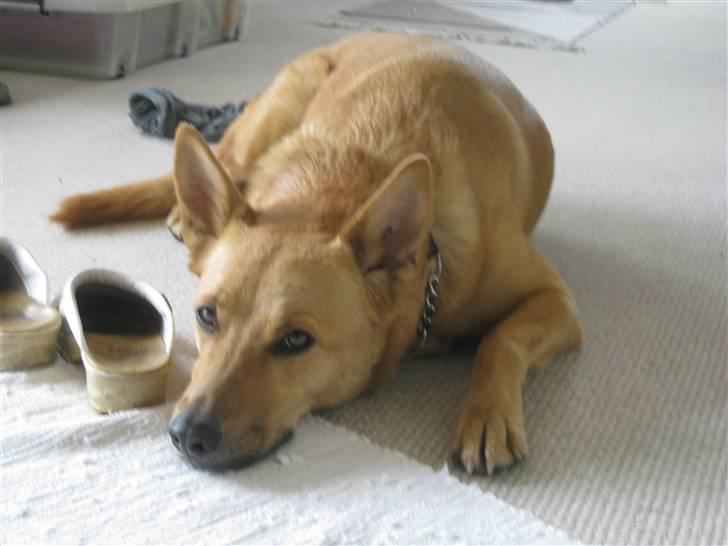 Blanding af racer Stella billede 16