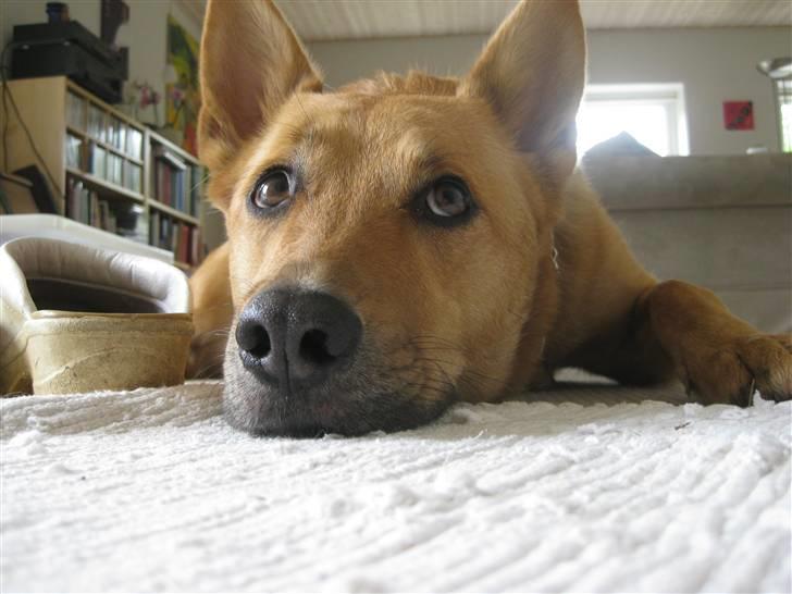 Blanding af racer Stella billede 17