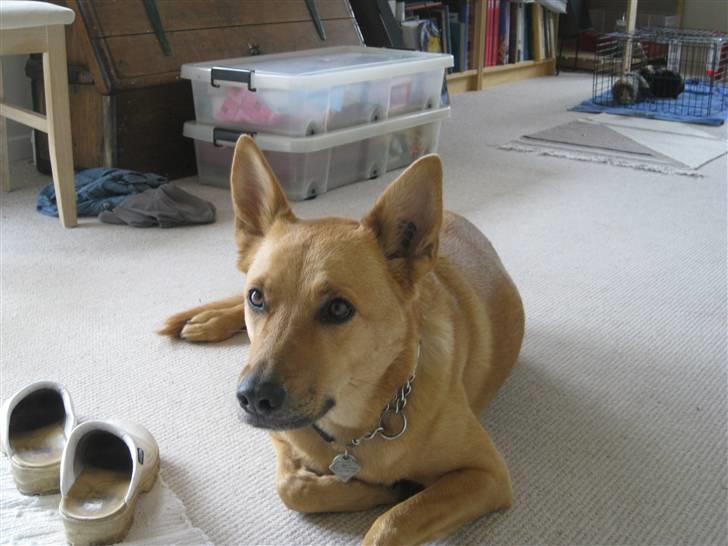 Blanding af racer Stella billede 18