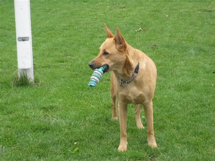 Blanding af racer Stella billede 19