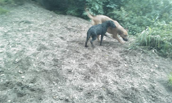 Blanding af racer Malibu solgt :,) billede 9