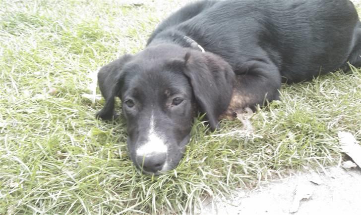 Blanding af racer Malibu solgt :,) billede 10