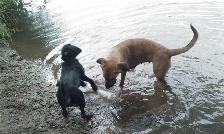 Blanding af racer Malibu solgt :,) billede 11