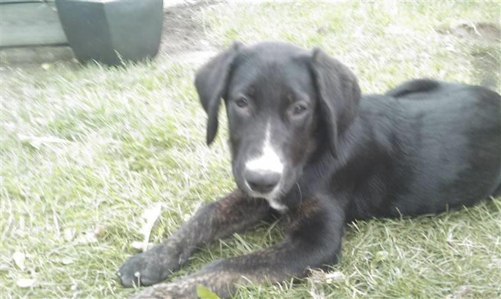 Blanding af racer Malibu solgt :,) billede 12