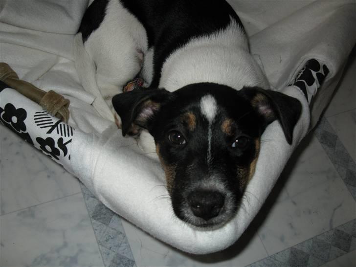 Jack russell terrier Freddi Diesel Skovgaard - En MEGET træt hund. billede 9