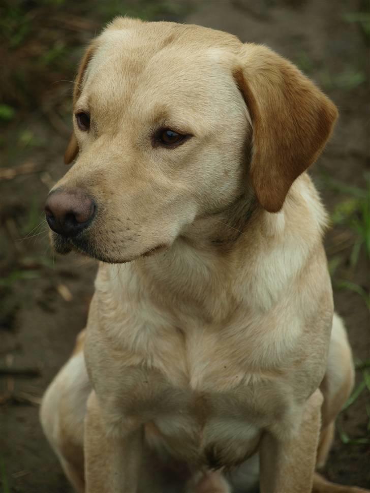 Labrador retriever Anton billede 1