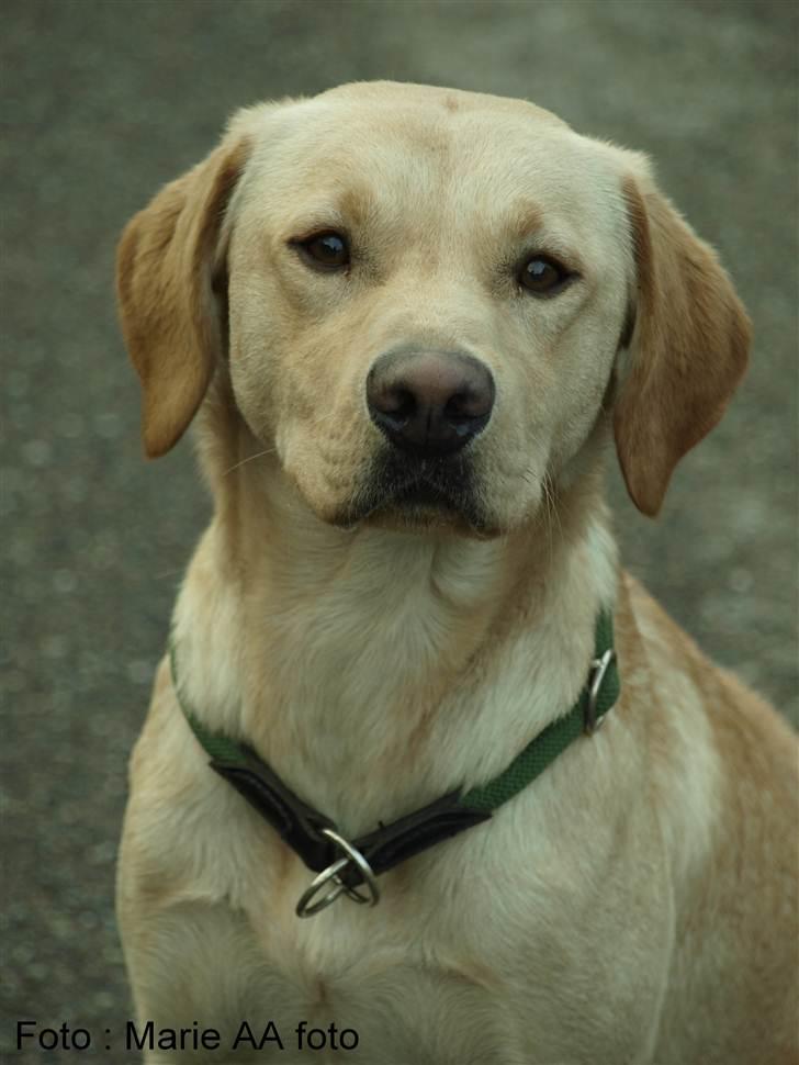 Labrador retriever Anton billede 2