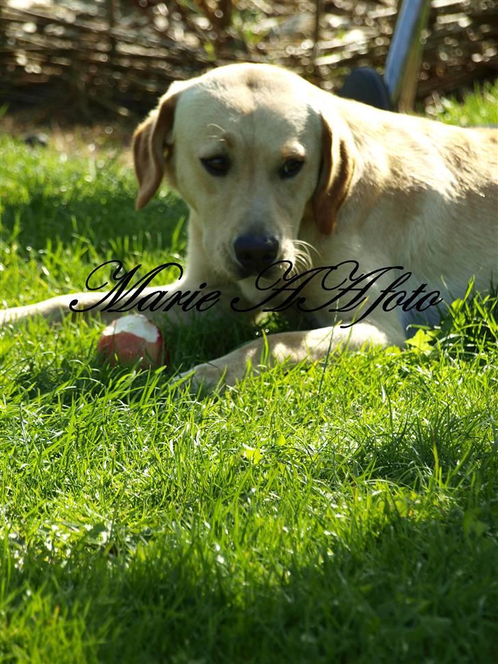 Labrador retriever Anton billede 3