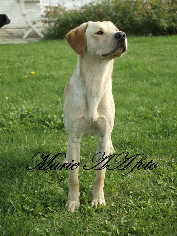 Labrador retriever Anton billede 4