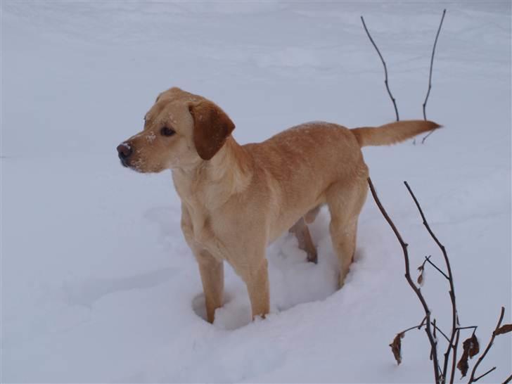 Labrador retriever Anton billede 5