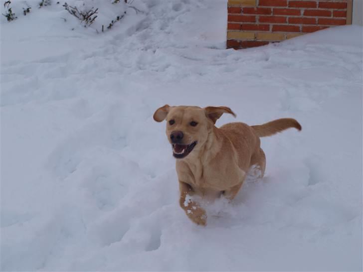 Labrador retriever Anton billede 6