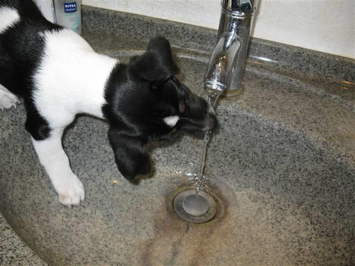 Jack russell terrier Freddi Diesel Skovgaard - Freddi drikker af vandhanen. billede 10