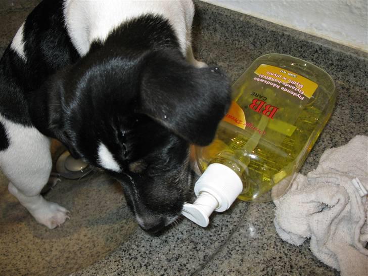 Jack russell terrier Freddi Diesel Skovgaard - "Lækker sæbe!" billede 11