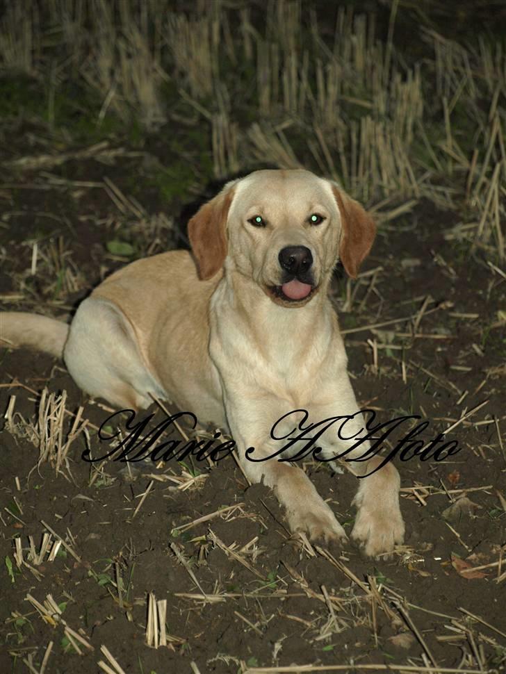 Labrador retriever Anton billede 7