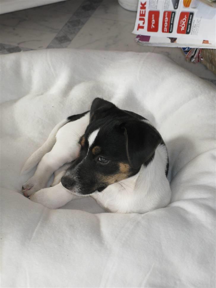 Jack russell terrier Freddi Diesel Skovgaard billede 12