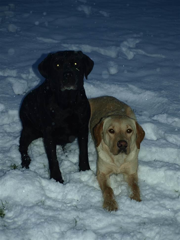 Labrador retriever Anton billede 8