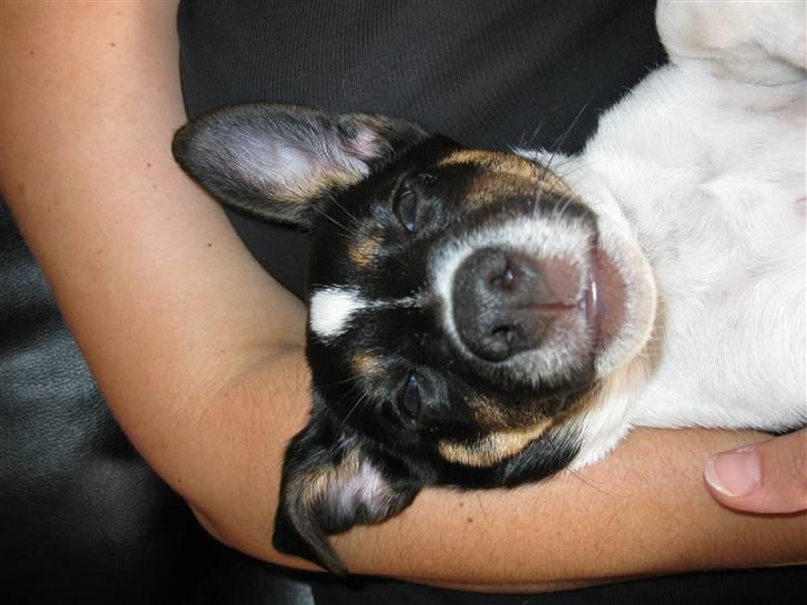 Jack russell terrier Freddi Diesel Skovgaard - Puttegøj ;o) billede 13