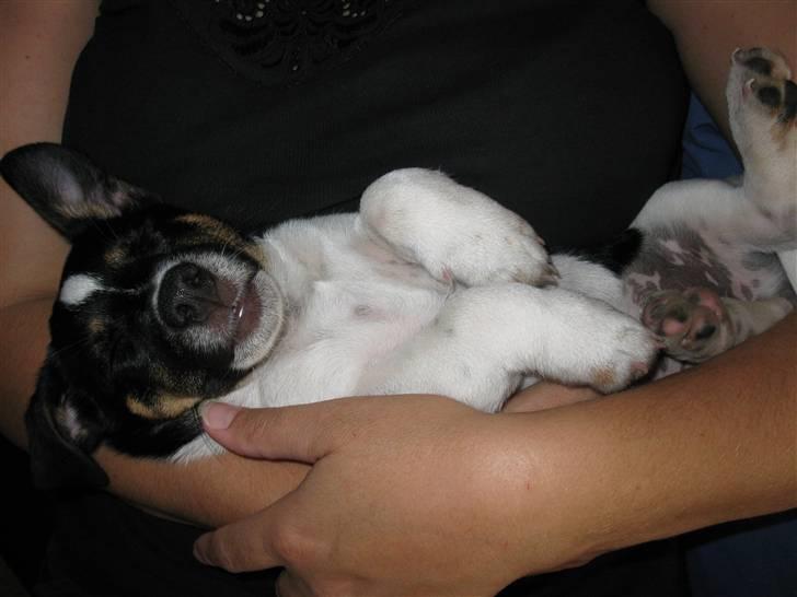 Jack russell terrier Freddi Diesel Skovgaard - Også tager vi lige en morfar :-P billede 14