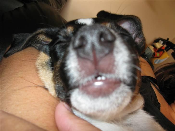 Jack russell terrier Freddi Diesel Skovgaard - "Lækre bisser ikk?" billede 15