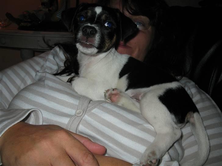 Jack russell terrier Freddi Diesel Skovgaard billede 16