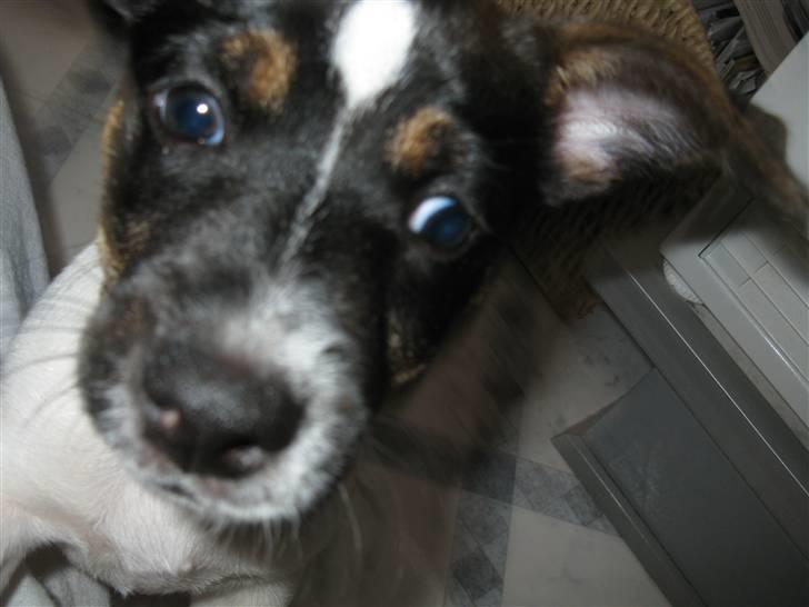 Jack russell terrier Freddi Diesel Skovgaard - "Vi skal lege nu!" billede 17