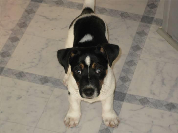 Jack russell terrier Freddi Diesel Skovgaard billede 18