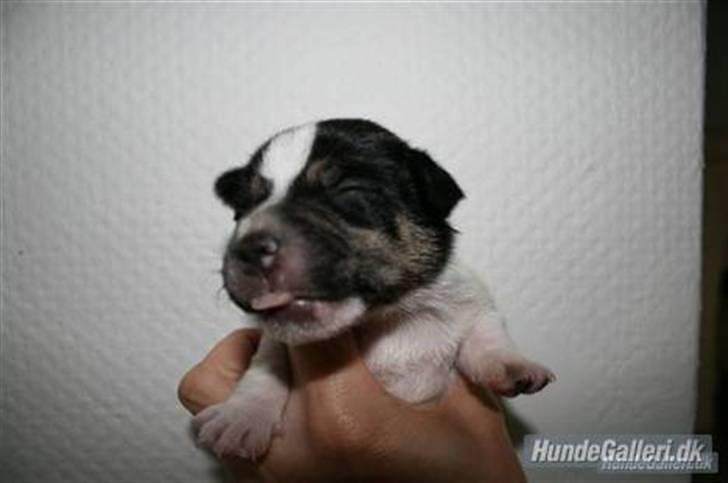 Jack russell terrier Freddi Diesel Skovgaard - 2 uger. billede 19
