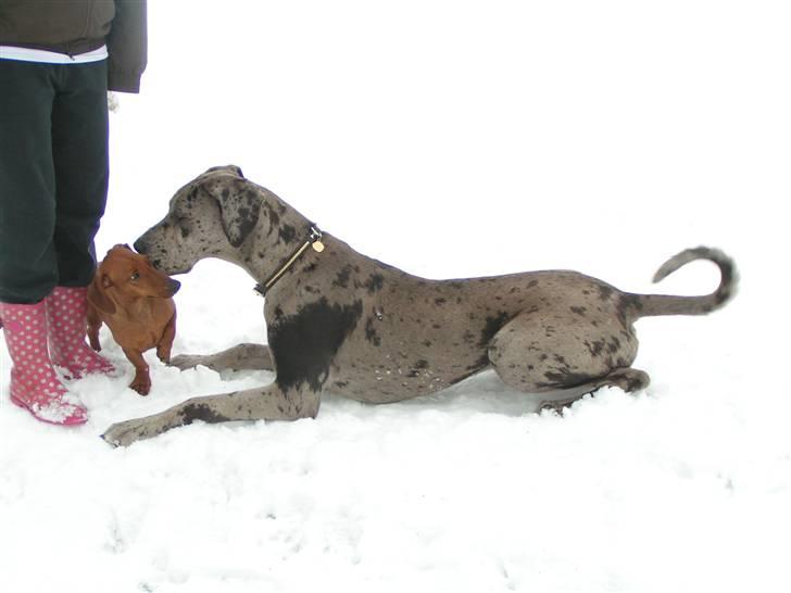 Grand danois Laika - Legekammerat cæsar billede 20